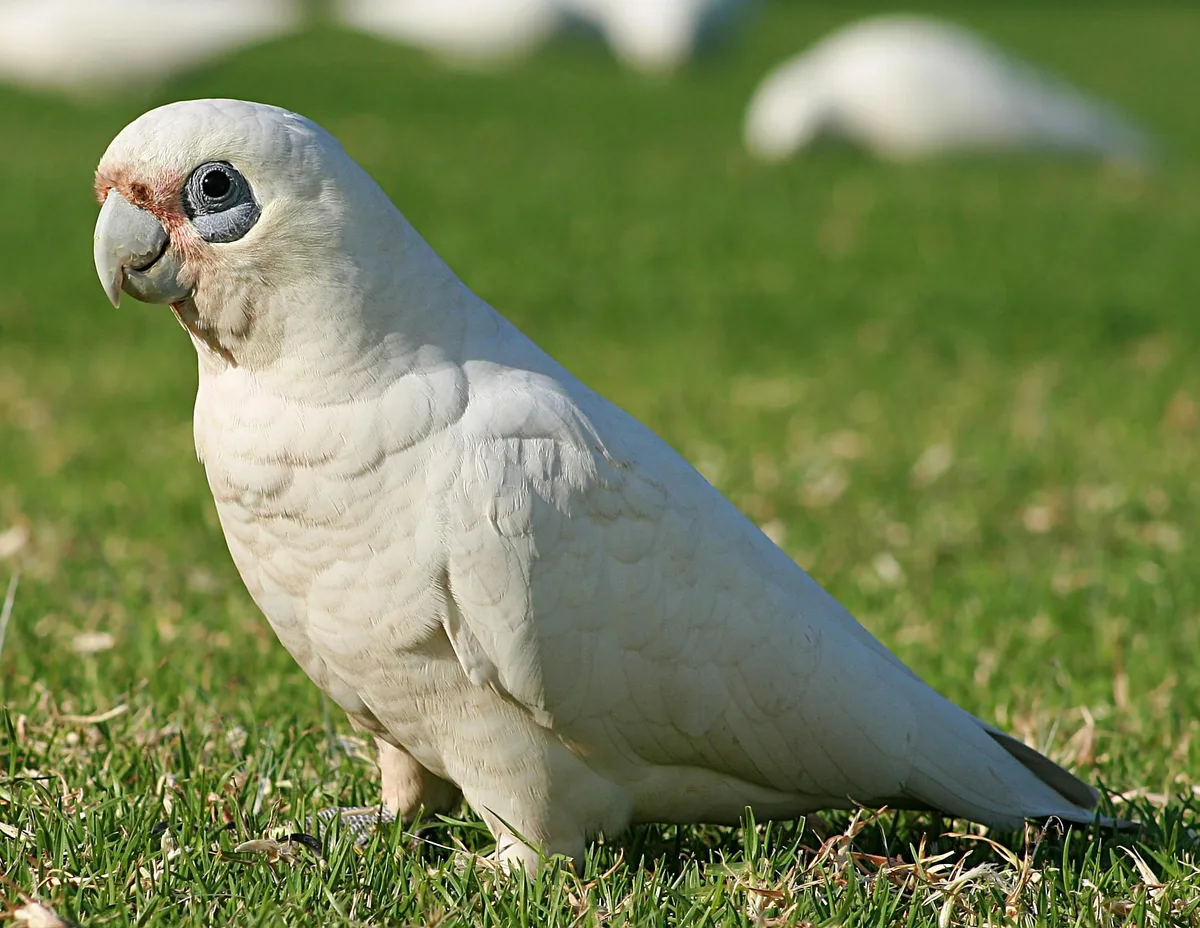 Bare-Eyed Cockatoo parrot from Australia & Oceania - 14-15 inches (35.5-38 cm). Weight: 370-520g (13-18.5 oz)