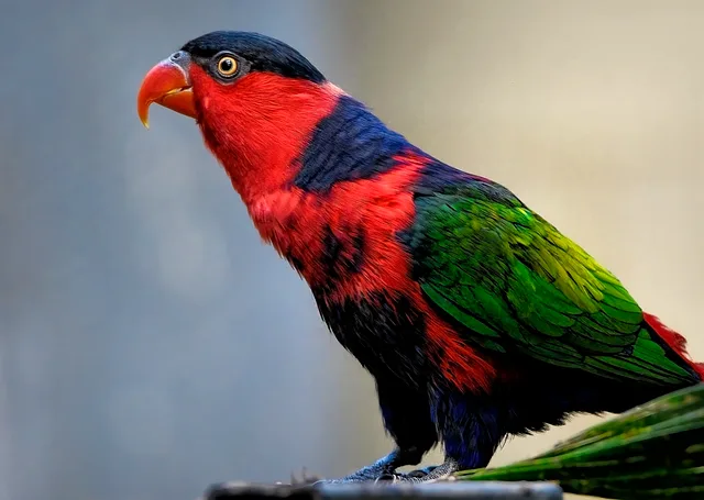 Black-capped Lory parrot from Australia & Oceania - 12 inches (30.5 cm). Weight: 200-240g (7-8.5 oz)