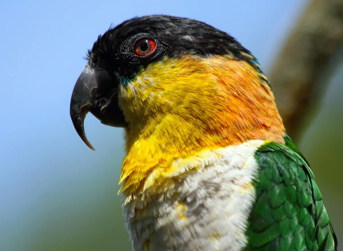 Black-headed Caique parrot from Central & South America - 9 inches (23 cm). Weight: 150-170g (5.3-6 oz)