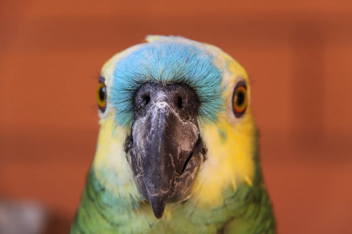 Blue-fronted Amazon parrot from Central & South America - 14-15 inches (35.5-38 cm). Weight: 400-500g (14-17.5 oz)
