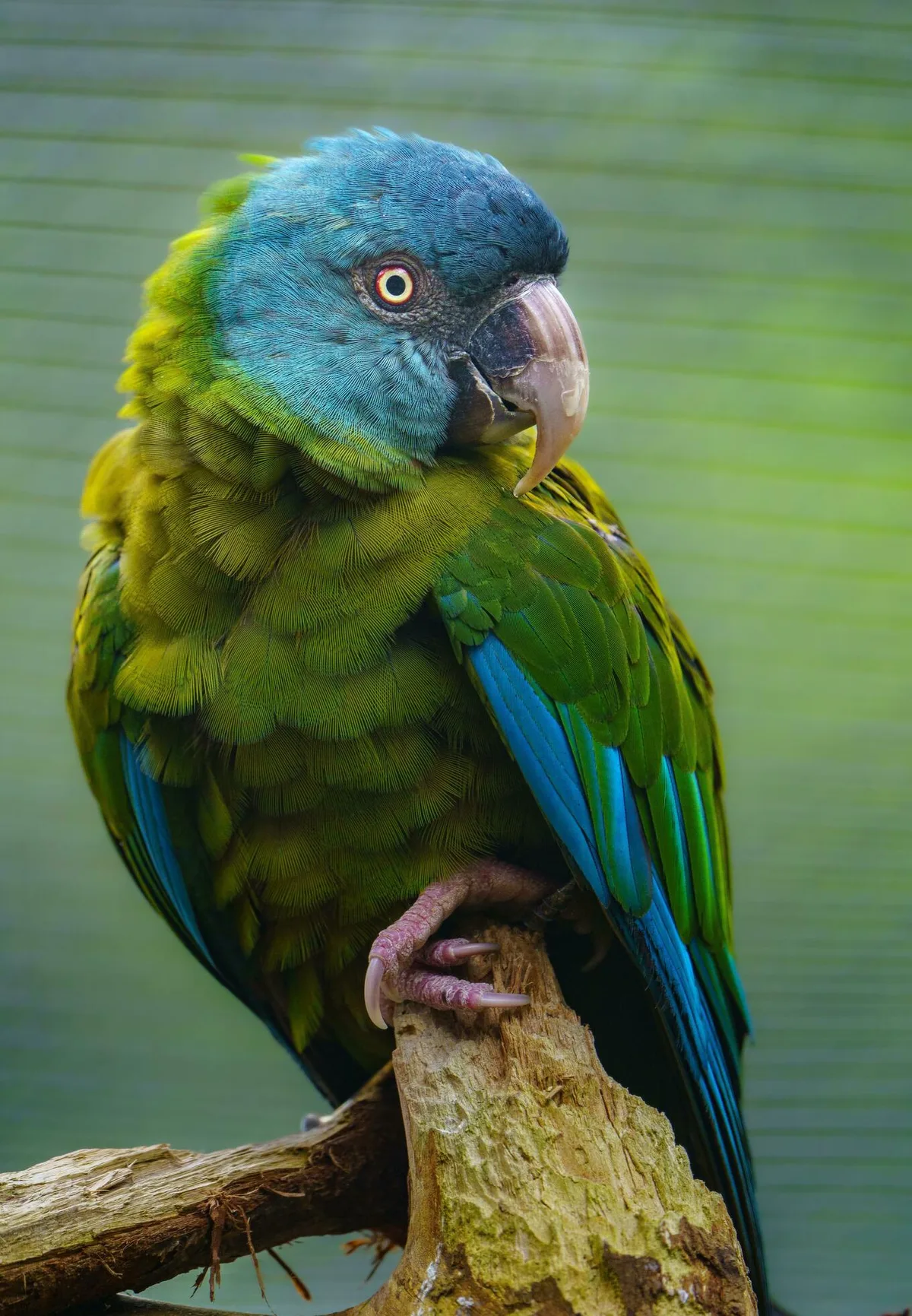 Blue-Headed Macaw parrot from Central & South America - 16 inches (41 cm). Weight: 250-300g (8.8-10.5 oz)