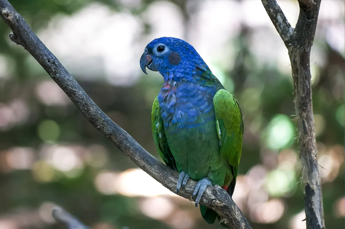 Blue-Headed Pionus parrot from Central & South America - 11 inches (28 cm). Weight: 230-295g (8.1-10.4 oz)