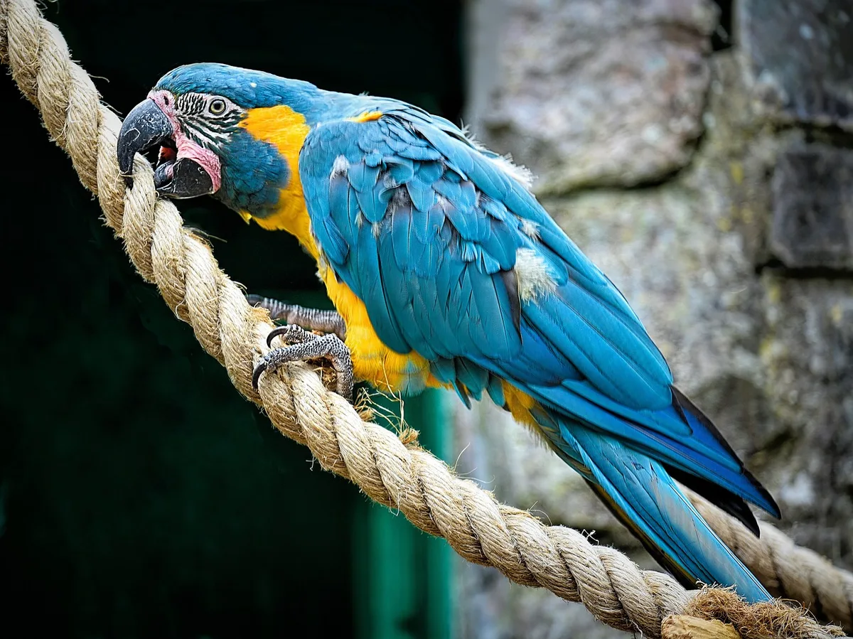 Blue-Throated Macaw parrot from Central & South America - 33 inches (84 cm). Weight: 700-900g (24.7-31.7 oz)