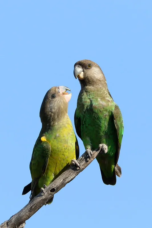 Brown-headed Parrot parrot from Africa - 9 inches (23 cm). Weight: 120-140g (4.2-4.9 oz)