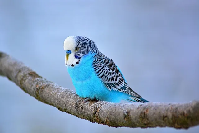 Budgerigar (Budgie) parrot from Australia & Oceania - 7-8 inches (18-20 cm). Weight: 30-40g (1-1.4 oz)
