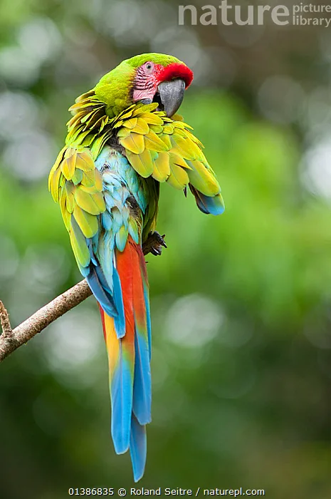 Buffon's Macaw parrot from Central & South America - 33-36 inches (84-91 cm). Weight: 1200-1400g (42-49 oz)