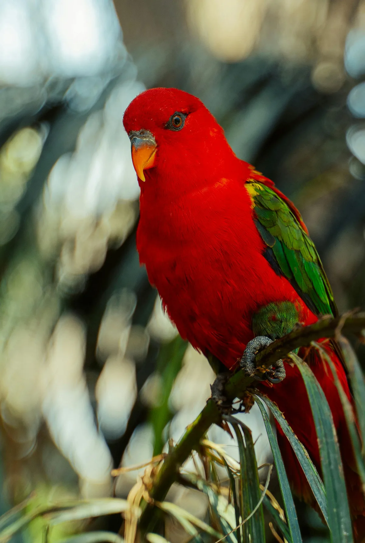 Chattering Lory parrot from Australia & Oceania - 12 inches (30.5 cm). Weight: 170-200g (6-7 oz)