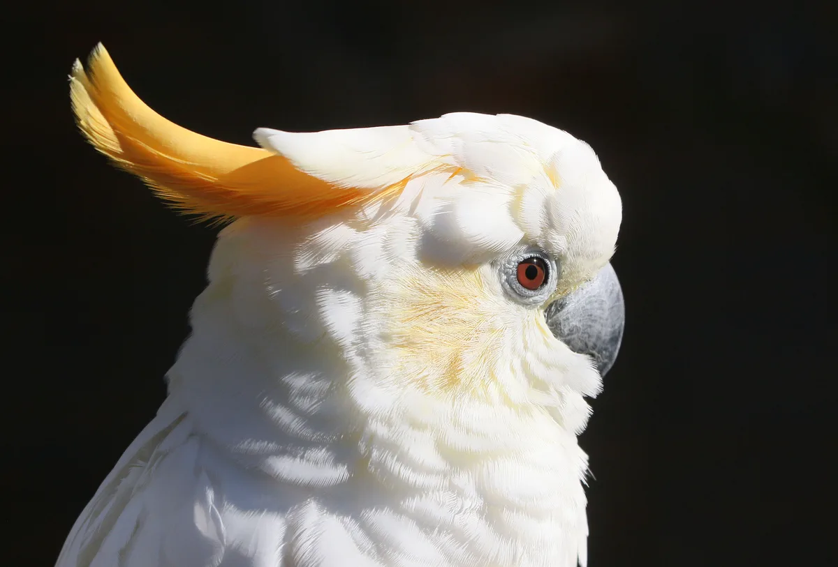 Citron-Crested Cockatoo parrot from Australia & Oceania - 13-14 inches (33-35.5 cm). Weight: 300-425g (10.5-15 oz)
