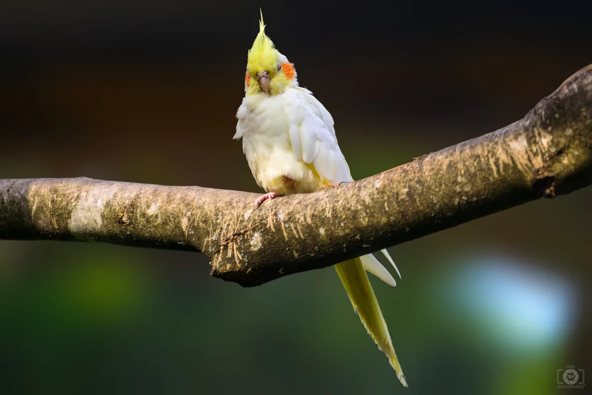 Cockatiel parrot from Australia & Oceania - 12-13 inches (30-33 cm). Weight: 80-100g (2.8-3.5 oz)