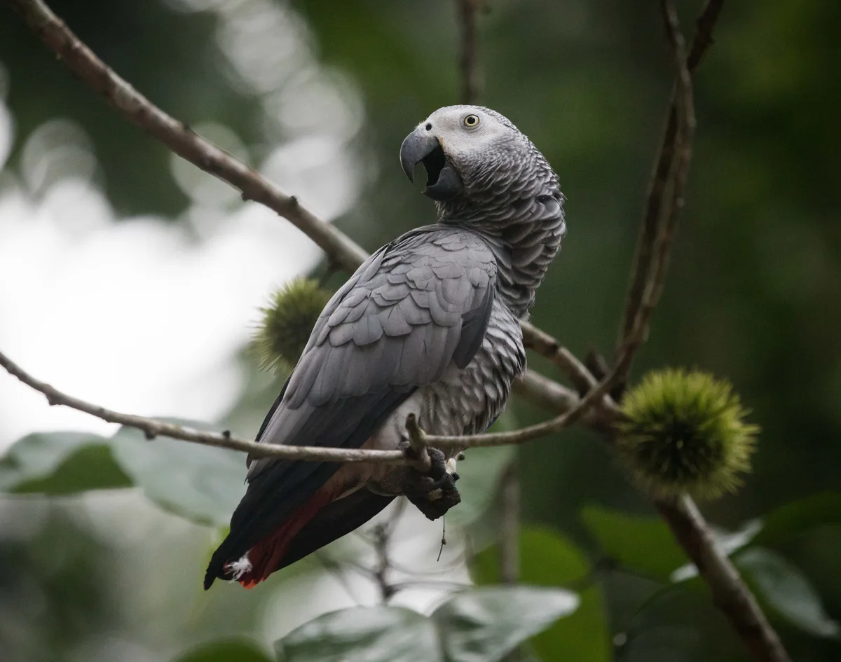 Congo African Grey parrot from Africa - 12-14 inches (30-35.5 cm). Weight: 400-500g (14-17.5 oz)