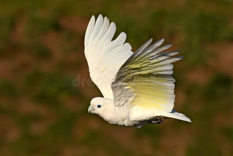 Ducorps’ Cockatoo parrot from Australia & Oceania - 12-13 inches (30.5-33 cm). Weight: 300-400g (10.5-14 oz)