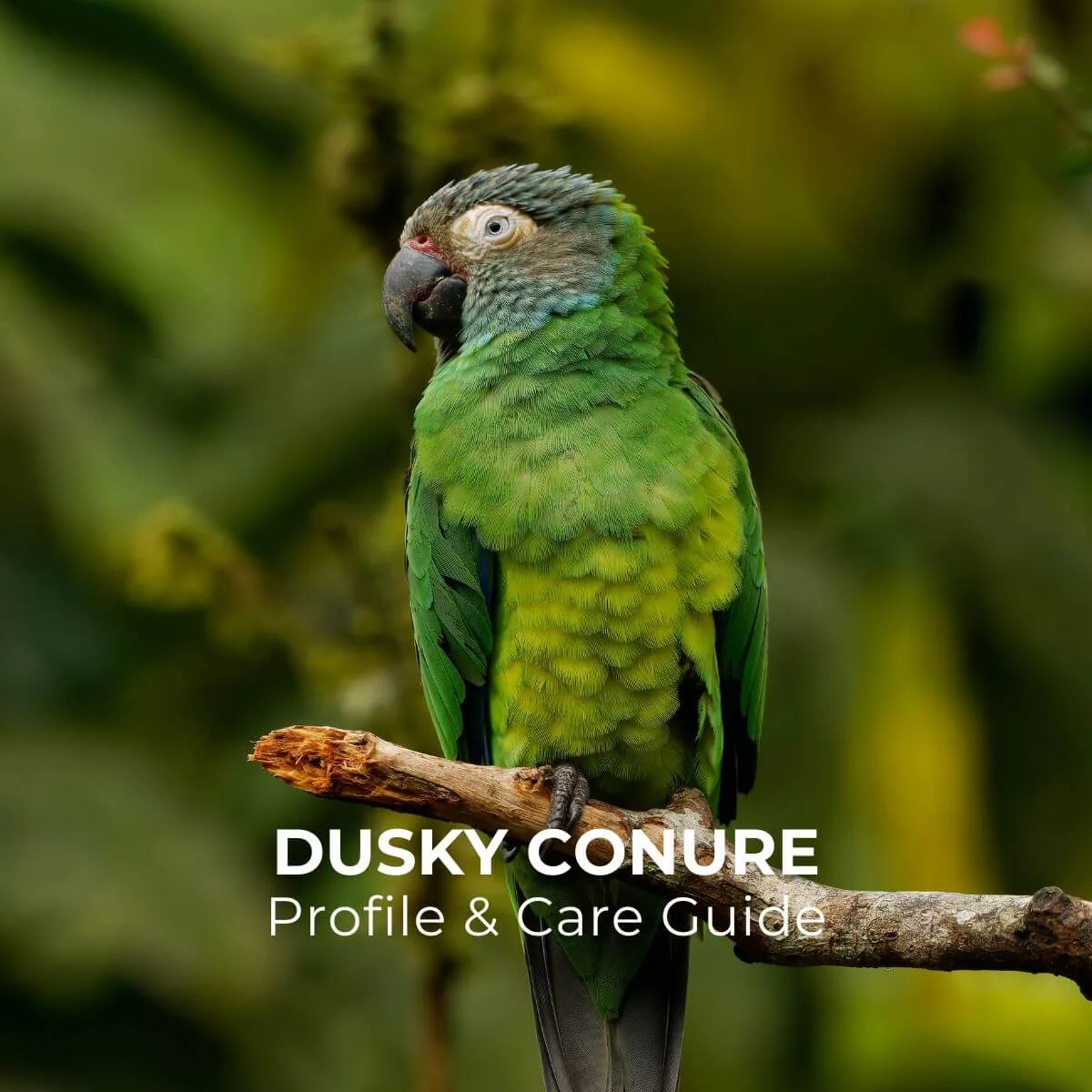 Dusky Conure parrot from Central & South America - 10-11 inches (25.5-28 cm). Weight: 90-110g (3.2-3.9 oz)