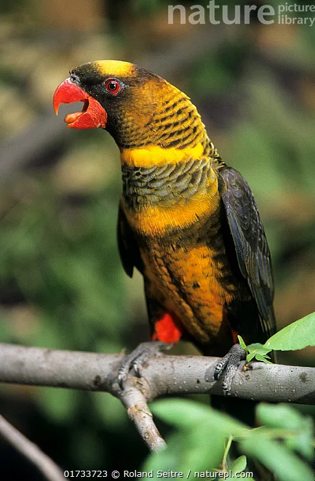 Dusky Lory parrot from Australia & Oceania - 10 inches (25.5 cm). Weight: 90-115g (3.2-4 oz)