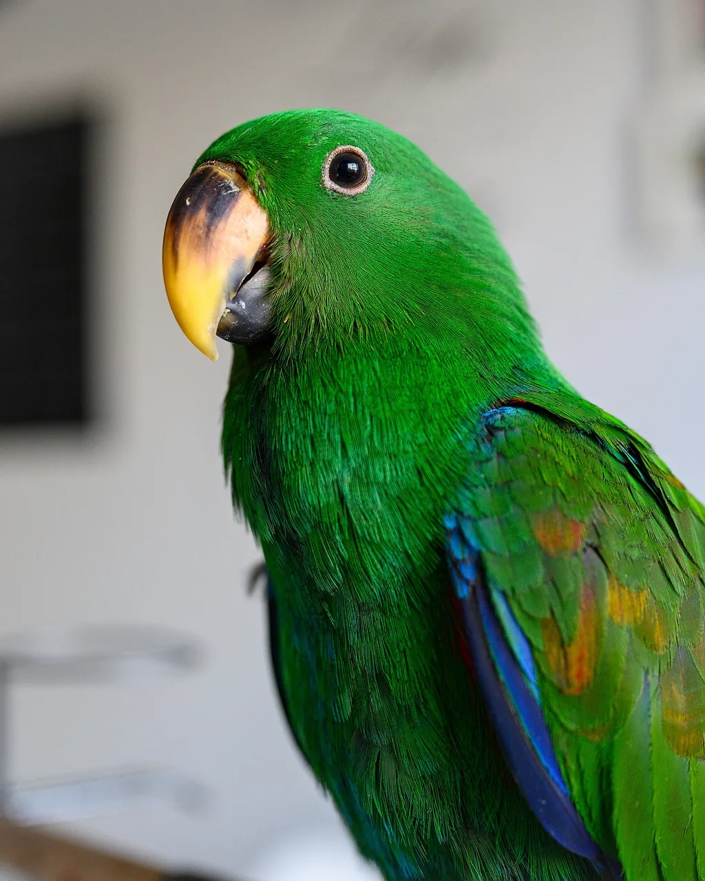 Eclectus Parrot parrot from Australia & Oceania - 17-20 inches (43-50 cm). Weight: 380-475g (13.4-16.8 oz)