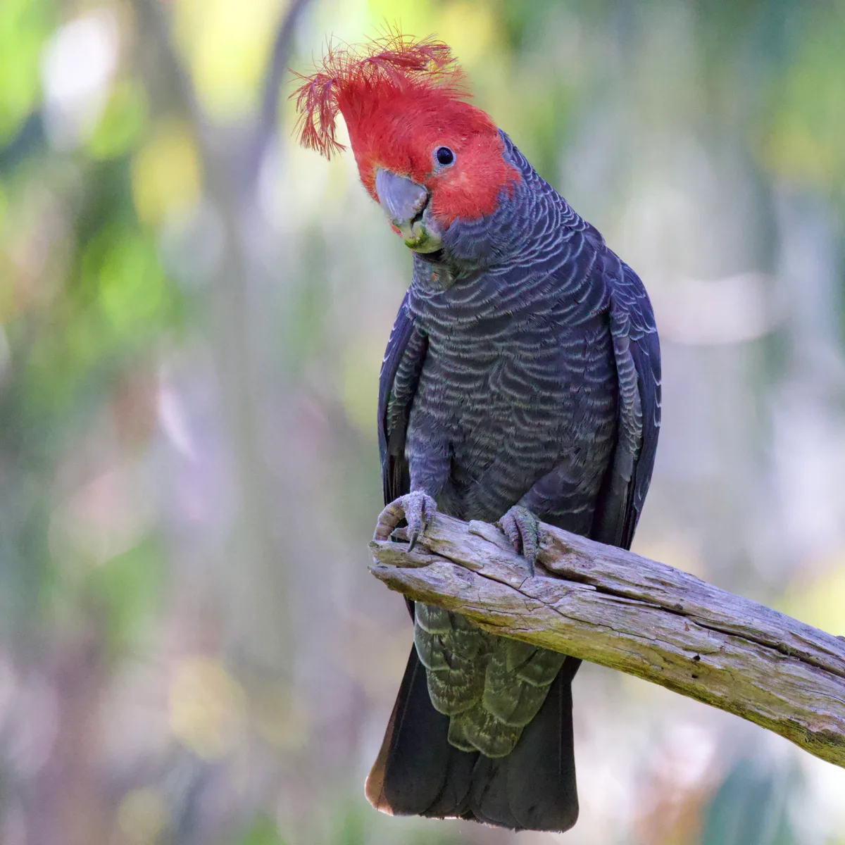 Gang-Gang Cockatoo parrot from Australia & Oceania - 13-14 inches (33-35.5 cm). Weight: 250-300g (8.8-10.5 oz)