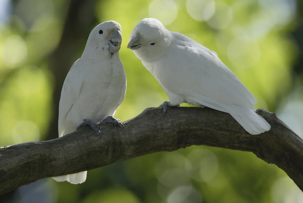 Goffin's Cockatoo parrot from Australia & Oceania - 12-13 inches (30.5-33 cm). Weight: 250-350g (8.8-12.3 oz)