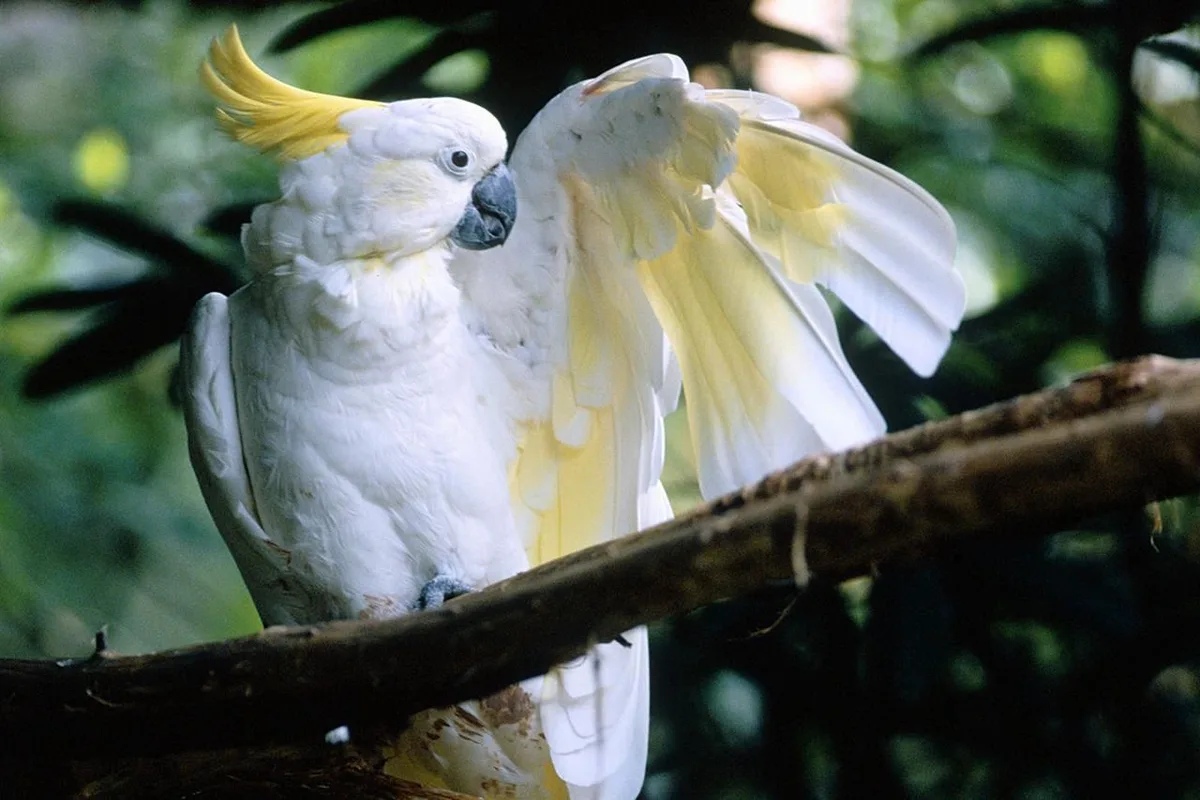 Greater Sulphur-Crested Cockatoo parrot from Australia & Oceania - 18-20 inches (46-51 cm). Weight: 700-950g (25-33.5 oz)