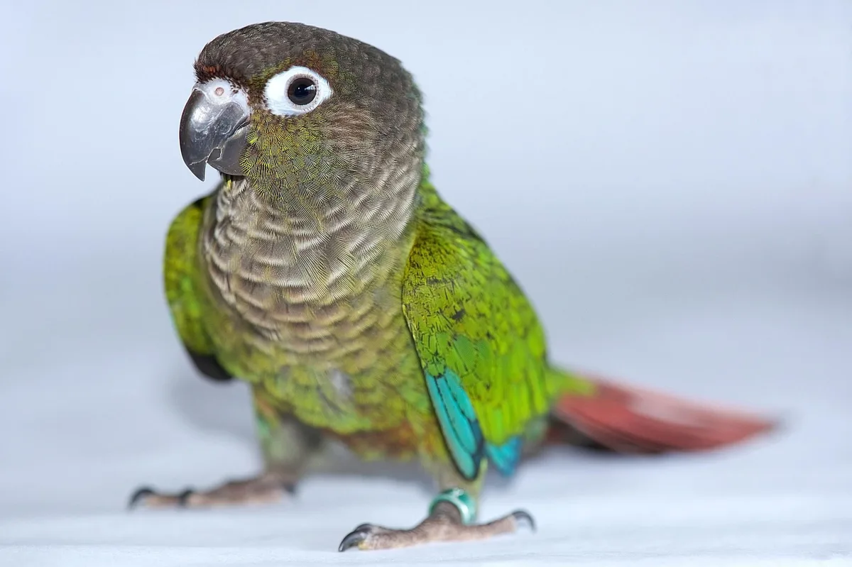 Green-cheeked Conure parrot from Central & South America - 10 inches (25.5 cm). Weight: 60-80g (2.1-2.8 oz)