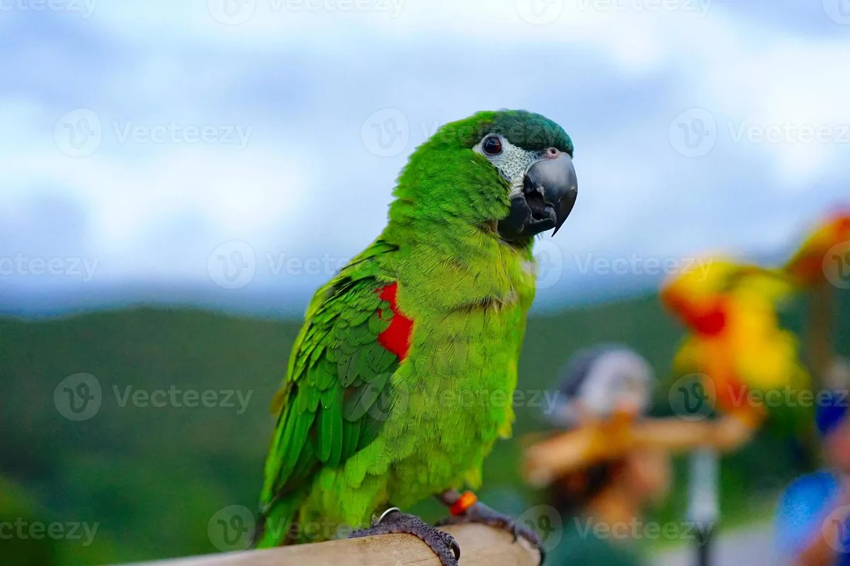 Hahn's Macaw parrot from Central & South America - 12-14 inches (30.5-35.5 cm). Weight: 130-170g (4.6-6 oz)