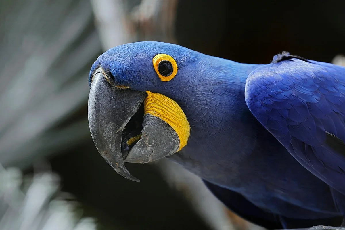 Hyacinth Macaw parrot from Central & South America - Up to 40 inches (100 cm). Weight: 1200-1700g (42-60 oz)