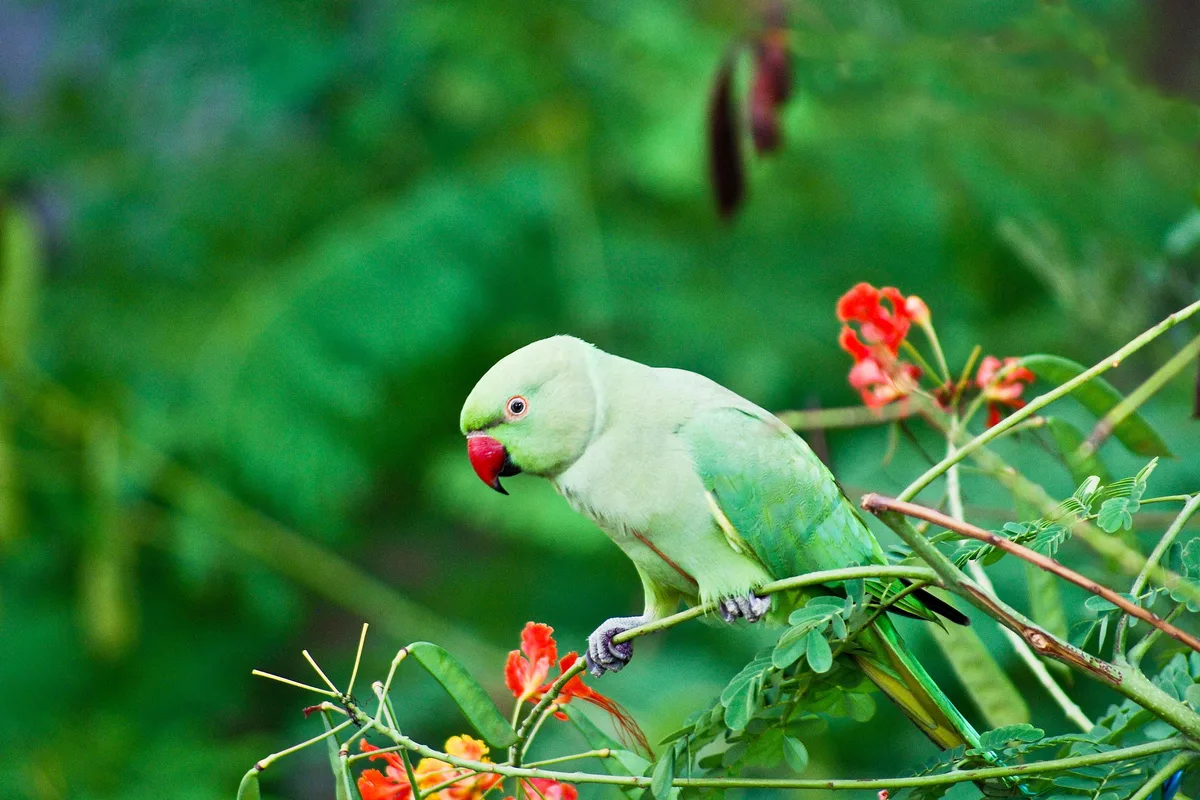 Indian Ringneck Parakeet parrot from Asiatic (India) - 16 inches (40.5 cm). Weight: 110-140g (3.9-4.9 oz)