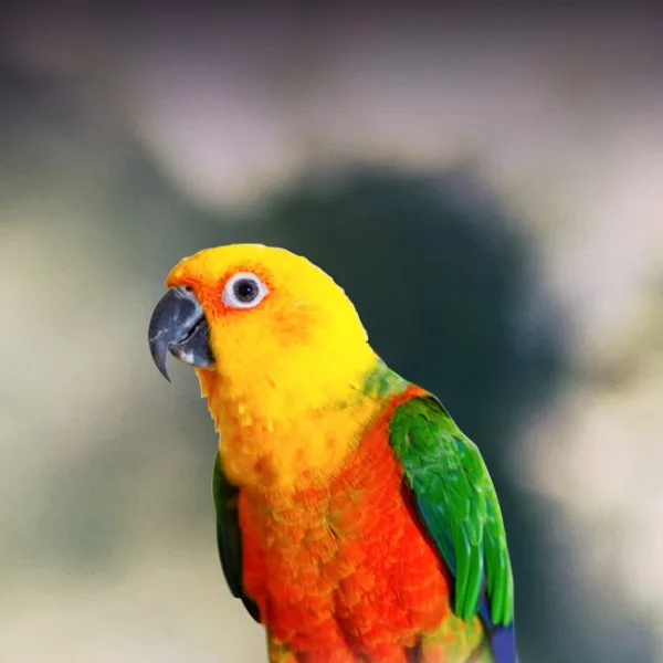 Jenday Conure parrot from Central & South America - 12 inches (30.5 cm). Weight: 110-130g (3.9-4.6 oz)