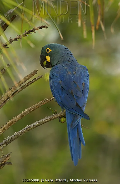 Lear's Macaw parrot from Central & South America - 28-31 inches (71-79 cm). Weight: 900-1000g (31.7-35 oz)