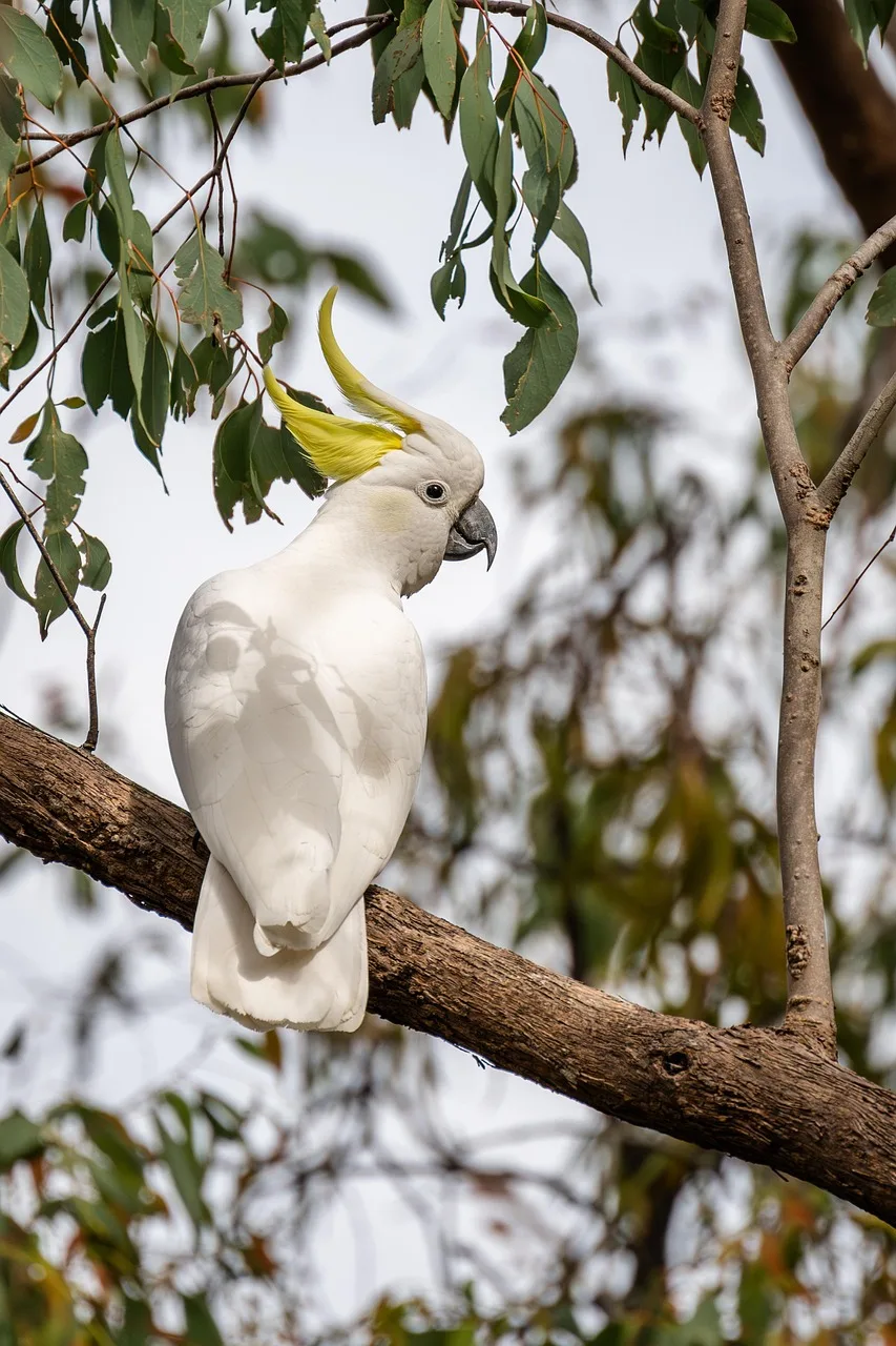Lesser Sulphur-Crested Cockatoo parrot from Australia & Oceania - 13-14 inches (33-35.5 cm). Weight: 300-425g (10.5-15 oz)