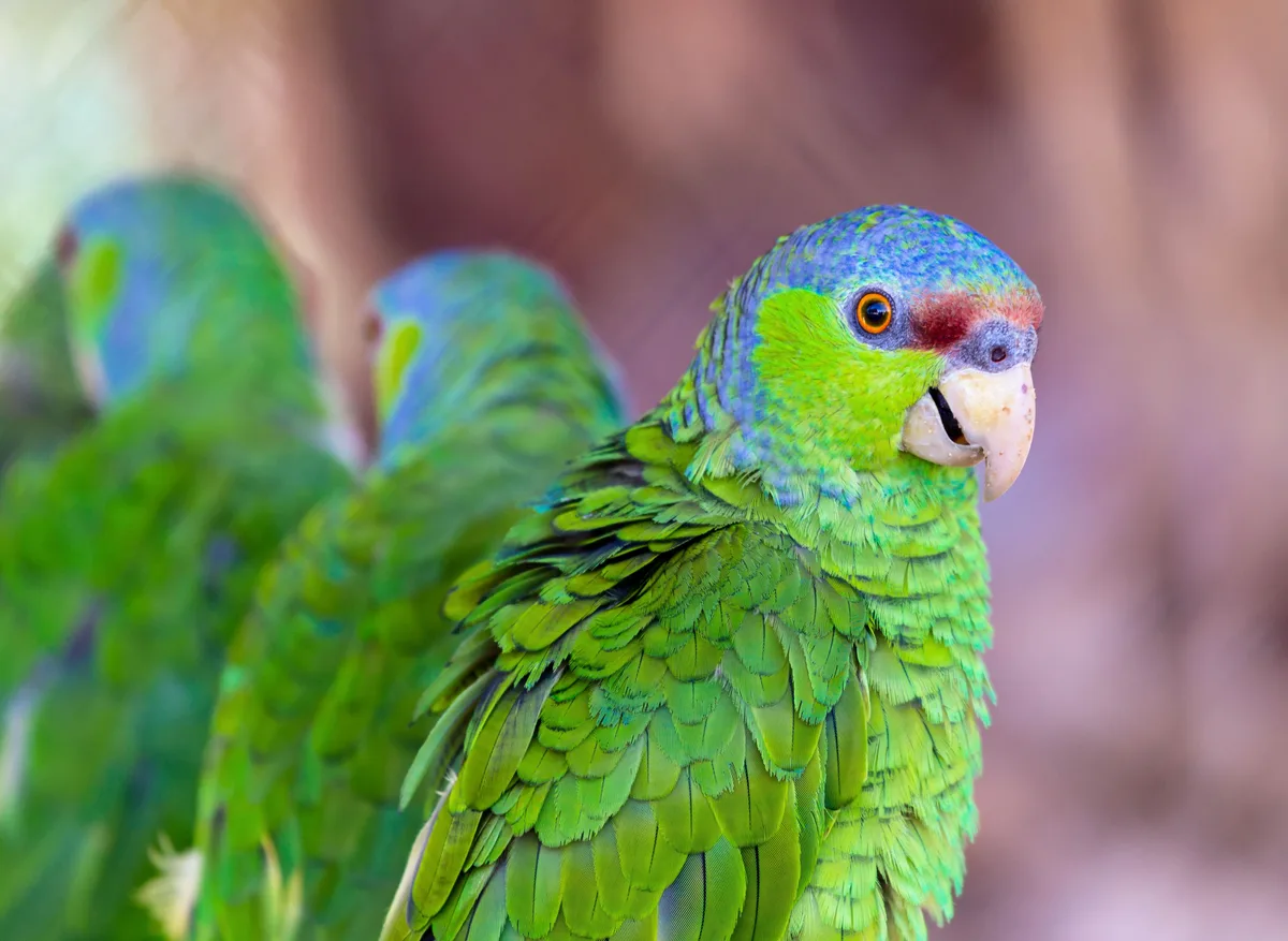 Lilac-crowned Amazon parrot from Central & South America - 12-13.5 inches (30.5-34 cm). Weight: 300-390g (10.5-13.7 oz)