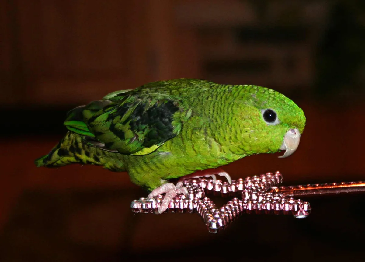 Lineolated Parakeet parrot from Central & South America - 6-7 inches (15-18 cm). Weight: 45-55g (1.6-1.9 oz)