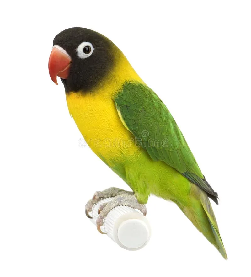 Masked Lovebird parrot from Africa - 6 inches (15 cm). Weight: ~50g (1.8 oz)