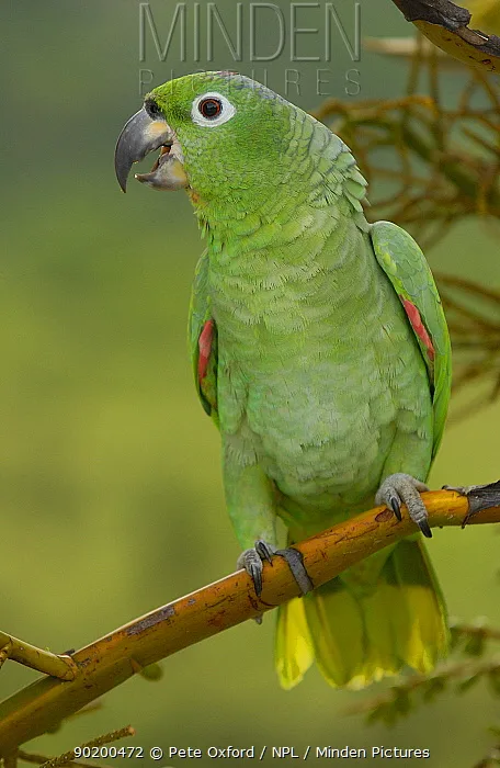 Mealy Amazon parrot from Central & South America - 15-16 inches (38-41 cm). Weight: 540-700g (19-24.7 oz)