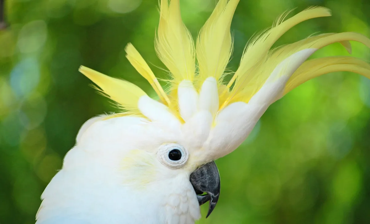 Medium Sulphur-Crested Cockatoo parrot from Australia & Oceania - 16-18 inches (40.5-46 cm). Weight: 400-600g (14-21 oz)