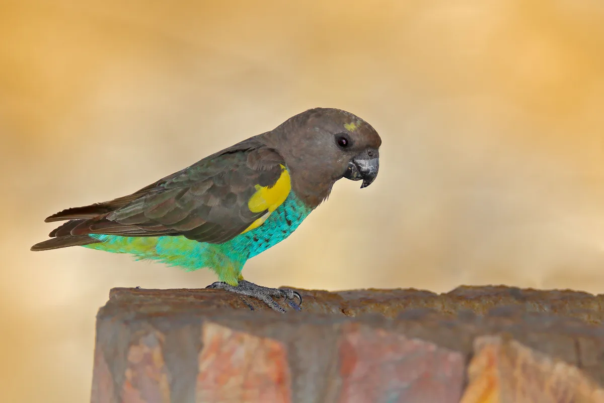 Meyer's Parrot parrot from Africa - 8-9 inches (20-23 cm). Weight: 100-135g (3.5-4.8 oz)