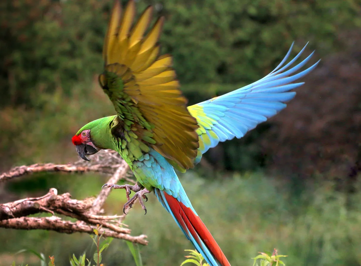 Military Macaw parrot from Central & South America - 27-33 inches (68.5-84 cm). Weight: 900-1100g (31.7-38.8 oz)