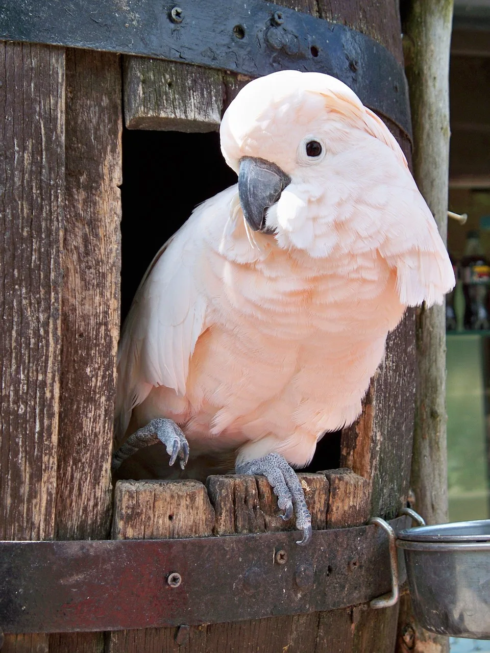 Moluccan Cockatoo parrot from Australia & Oceania - 18-22 inches (46-56 cm). Weight: 750-1000g (26.5-35 oz)