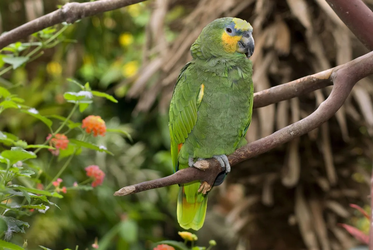 Orange-winged Amazon parrot from Central & South America - 12-13 inches (30.5-33 cm). Weight: 300-450g (10.5-15.8 oz)