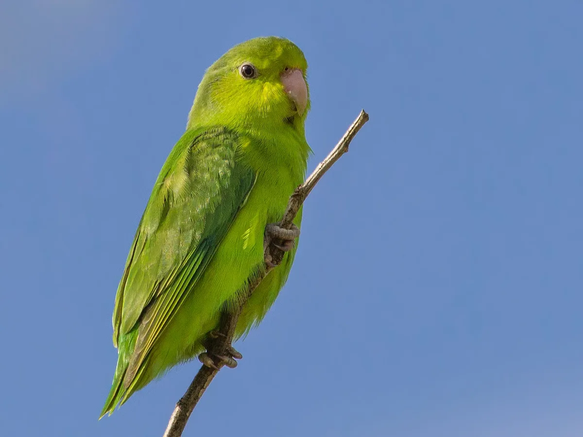 Pacific Parrotlet parrot from Central & South America - 4.5-5.5 inches (11.5-14 cm). Weight: 28-35g (1-1.2 oz)