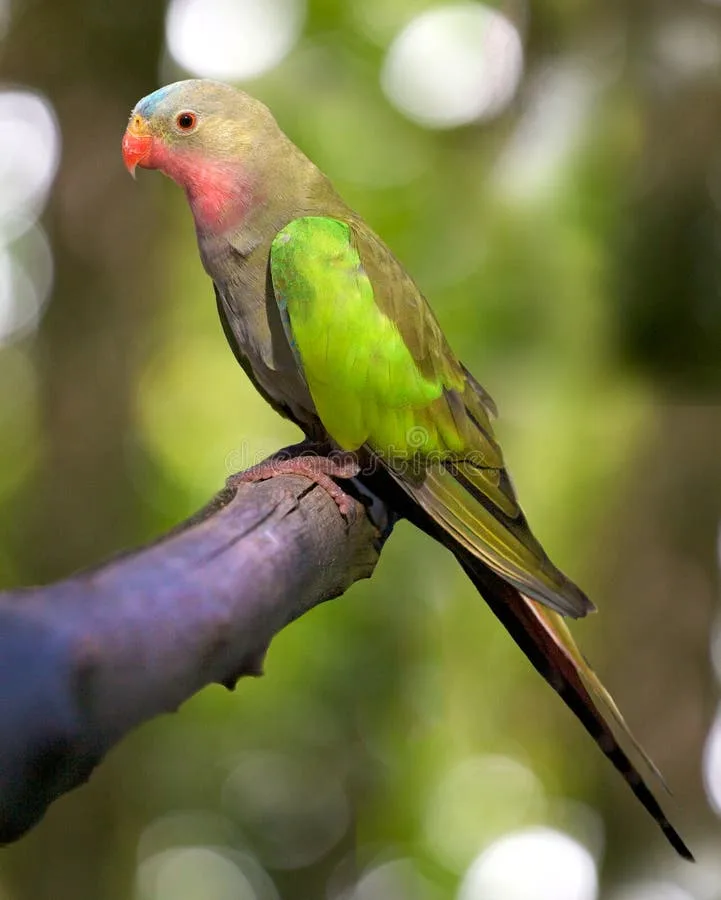 Prince of Wales Parakeet parrot from Australia & Oceania - 16 inches (40.5 cm). Weight: 130-160g (4.6-5.6 oz)