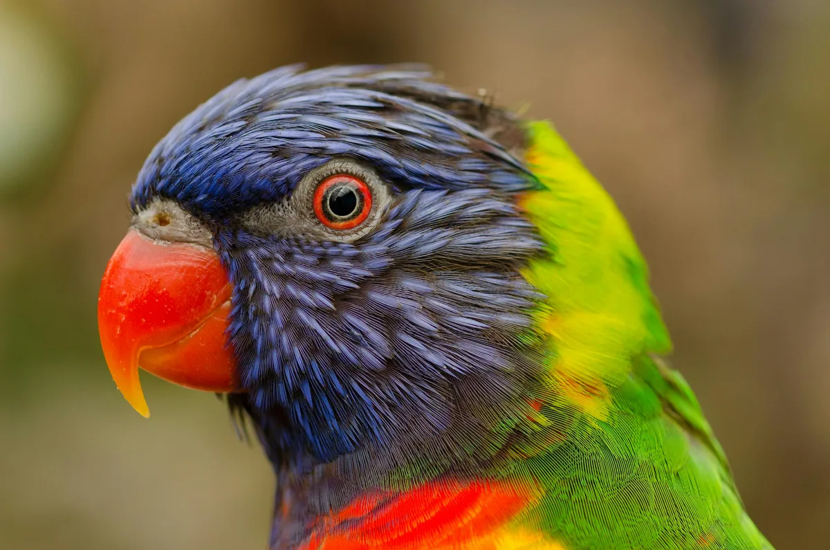 Rainbow Lorikeet parrot from Australia & Oceania - 10-12 inches (25.5-30.5 cm). Weight: 75-150g (2.6-5.3 oz)