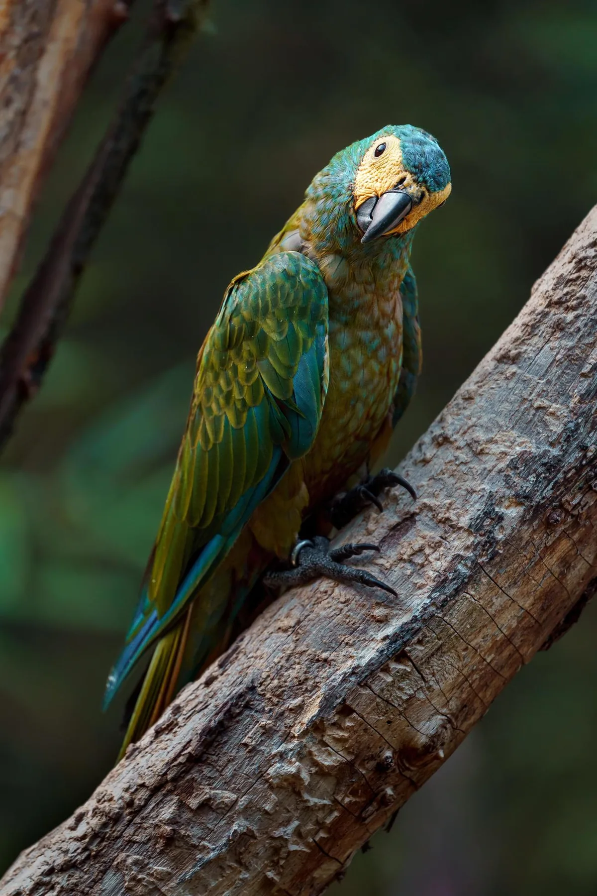 Red-Bellied Macaw parrot from Central & South America - 18 inches (46 cm). Weight: 300g (10.5 oz)