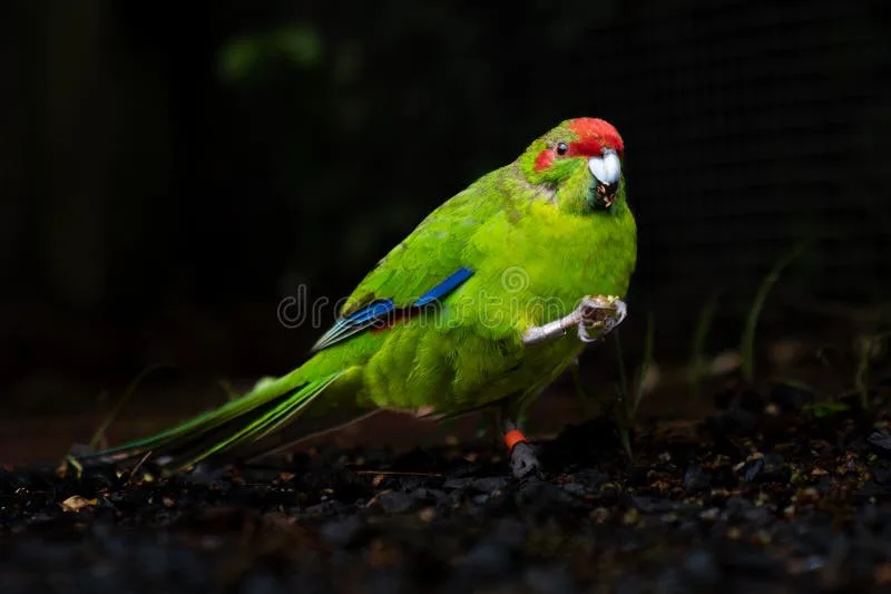 Red-Crowned Kakariki parrot from Australia & Oceania - 10-11 inches (25-28 cm). Weight: 50-65g (1.8-2.3 oz)