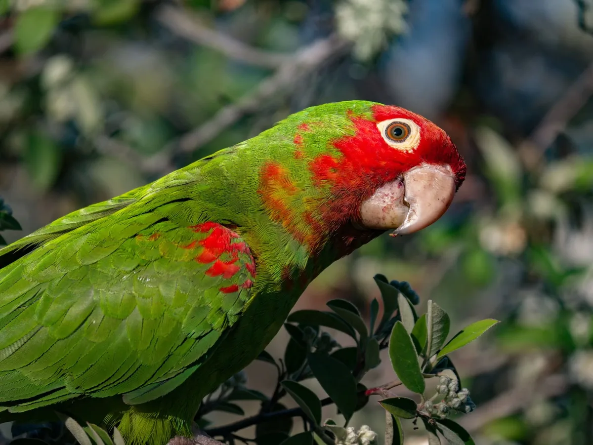 Red-Masked Conure parrot from Central & South America - 13 inches (33 cm). Weight: 160-200g (5.6-7 oz)