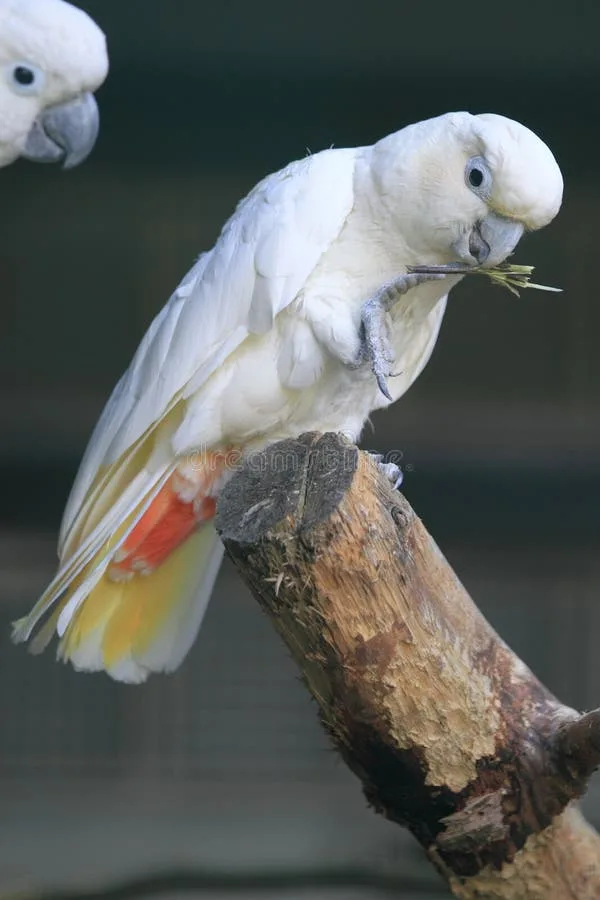 Red-Vented Cockatoo parrot from Australia & Oceania - 12 inches (30.5 cm). Weight: 280-350g (10-12.3 oz)