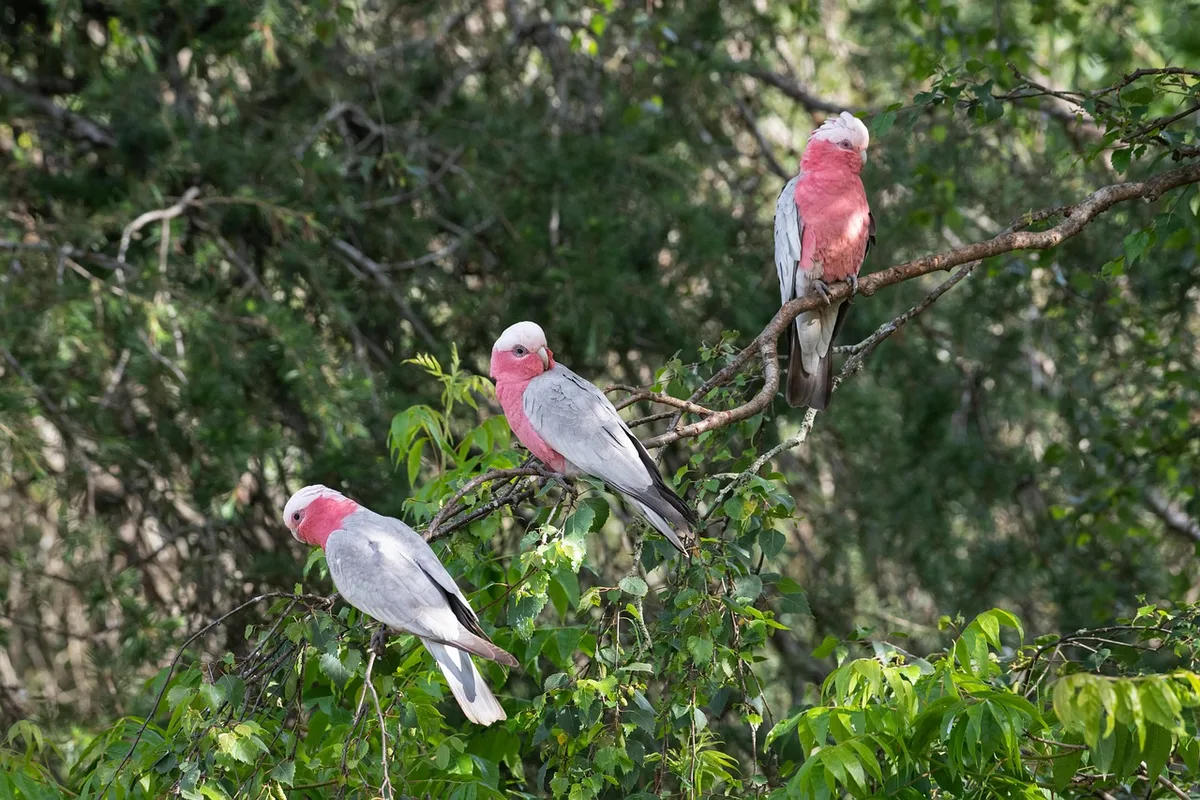 Rose-Breasted Cockatoo parrot from Australia & Oceania - 12-14 inches (30.5-35.5 cm). Weight: 300-400g (10.5-14 oz)