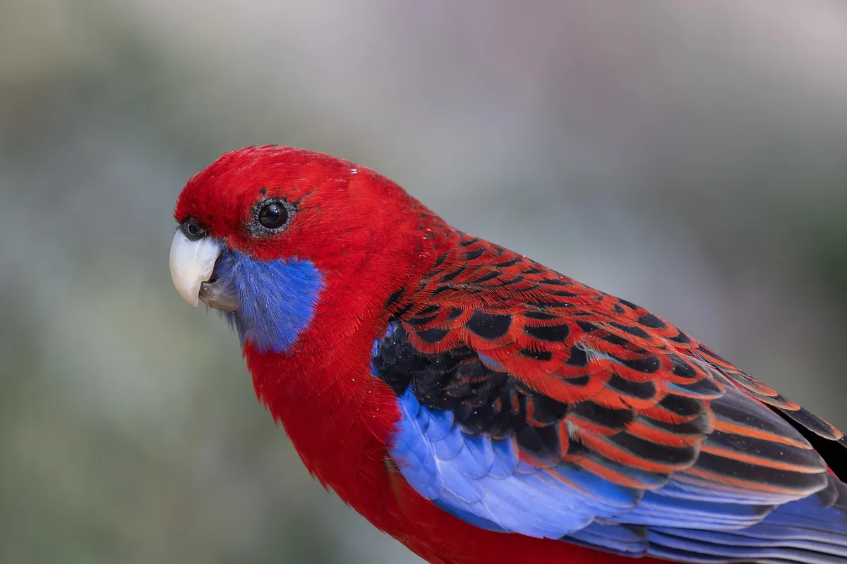 Rosella parrot from Australia & Oceania - 12 inches (30.5 cm). Weight: 90-120g (3.2-4.2 oz)