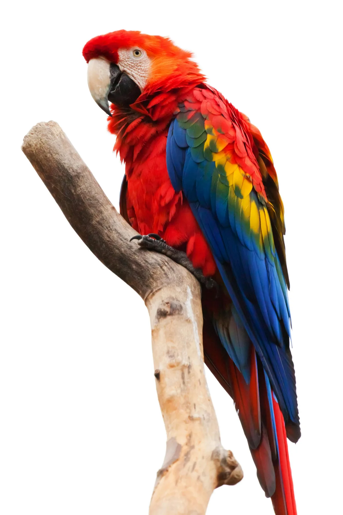 Scarlet Macaw parrot from Central & South America - 32-36 inches (81-91 cm). Weight: 1000-1200g (35-42 oz)