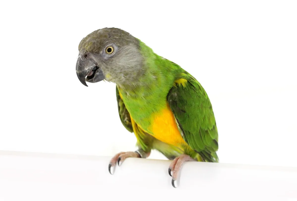 Senegal Parrot parrot from Africa - 9 inches (23 cm). Weight: 120-130g (4.2-4.6 oz)
