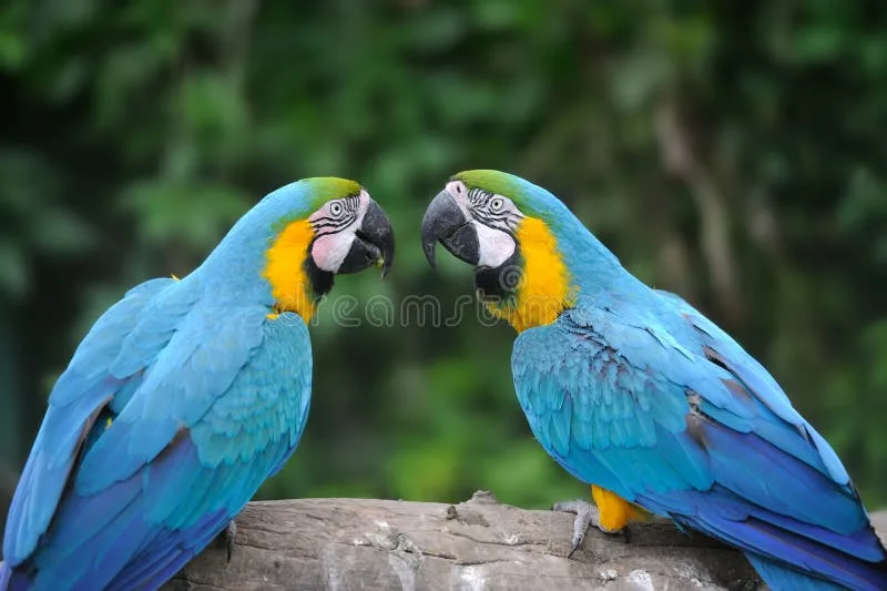 Severe Macaw parrot from Central & South America - 18-20 inches (46-51 cm). Weight: 300-410g (10.5-14.5 oz)