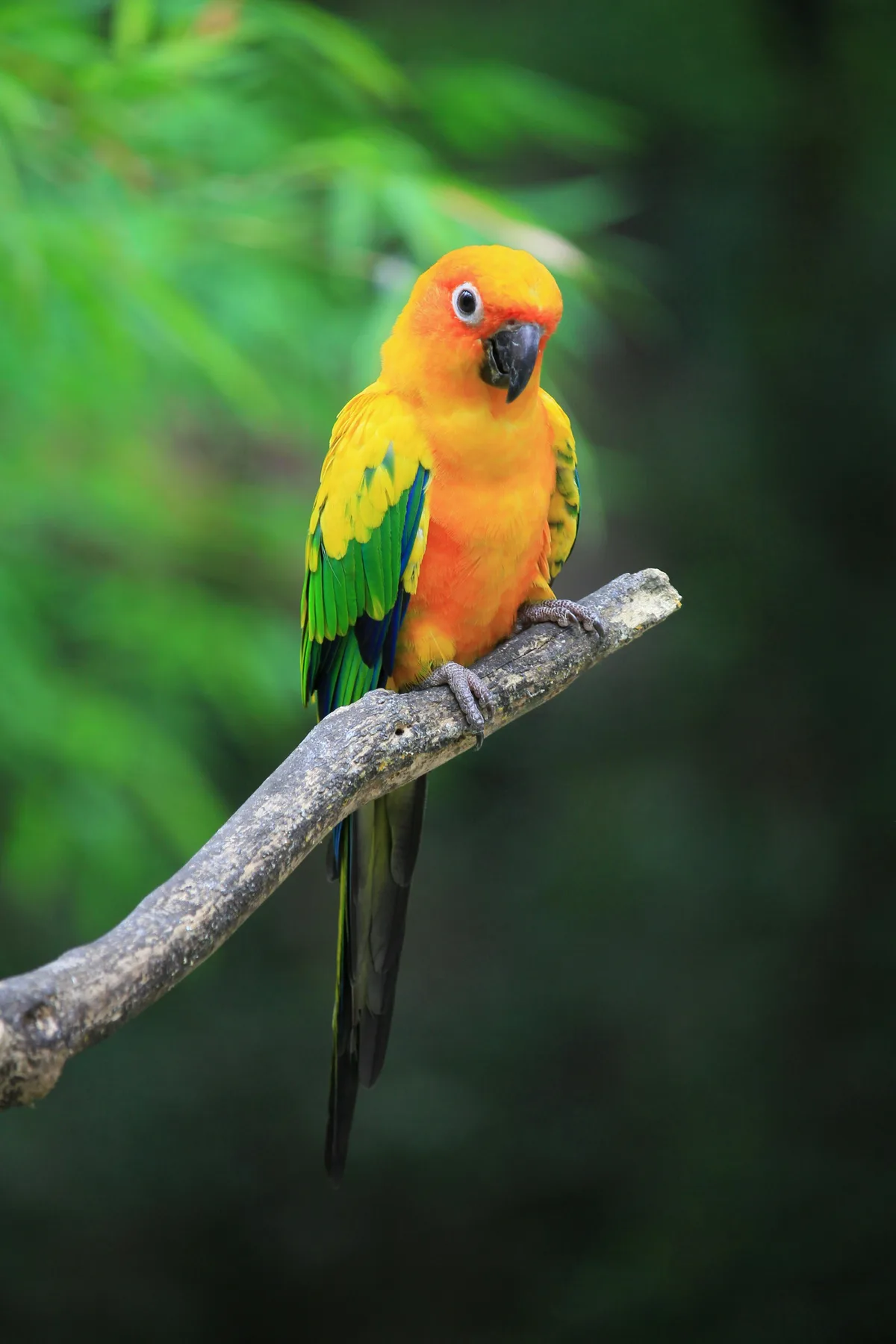 Sun Conure parrot from Central & South America - 12 inches (30.5 cm). Weight: 100-120g (3.5-4.2 oz)